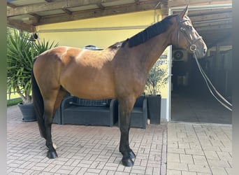 Hannover, Castrone, 9 Anni, 176 cm, Baio scuro