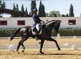 Hannover, Castrone, 9 Anni, 176 cm