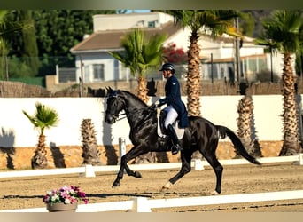 Hannover, Castrone, 9 Anni, 176 cm