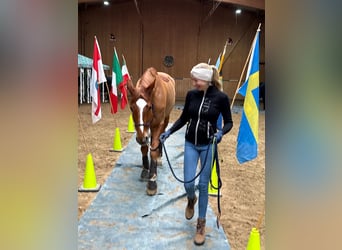 Hannover, Castrone, 9 Anni, 176 cm, Sauro