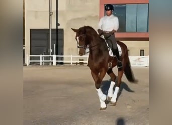 Hannover, Castrone, 9 Anni, 177 cm, Baio