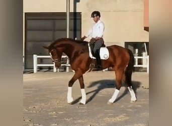 Hannover, Castrone, 9 Anni, 177 cm, Baio