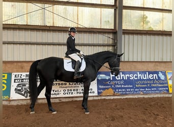 Hannover, Castrone, 9 Anni, 178 cm, Morello