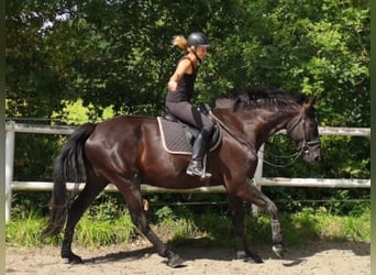 Hannover, Castrone, 9 Anni, 182 cm, Morello