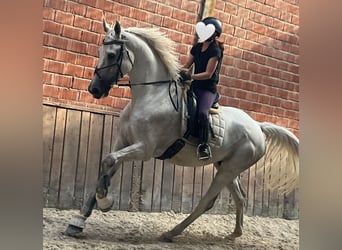 Hannover, Castrone, 9 Anni, 185 cm, Grigio