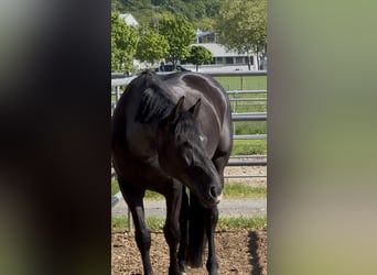 Hannover, Castrone, 9 Anni, Morello