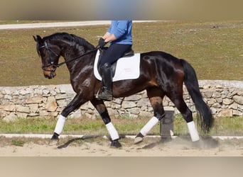 Hannover, Giumenta, 10 Anni, 158 cm, Baio ciliegia