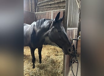 Hannover, Giumenta, 10 Anni, 160 cm, Morello