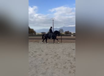 Hannover, Giumenta, 10 Anni, 162 cm, Morello