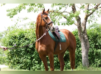 Hannover, Giumenta, 10 Anni, 164 cm, Sauro