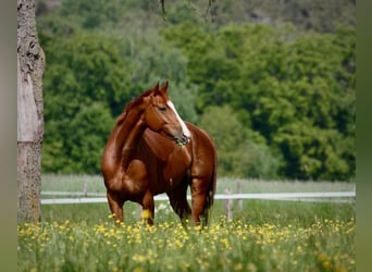 Hannover, Giumenta, 10 Anni, 164 cm, Sauro