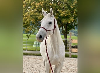 Hannover, Giumenta, 10 Anni, 165 cm, Grigio