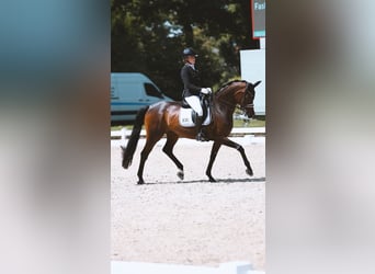 Hannover, Giumenta, 10 Anni, 167 cm, Baio nero