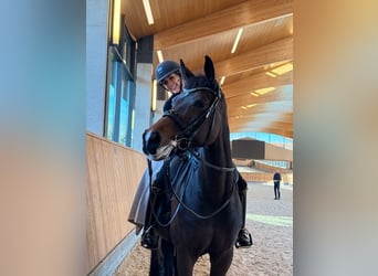 Hannover, Giumenta, 10 Anni, 167 cm, Baio nero