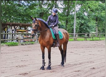 Hannover, Giumenta, 10 Anni, 168 cm, Baio
