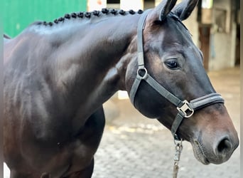 Hannover, Giumenta, 10 Anni, 168 cm, Baio nero