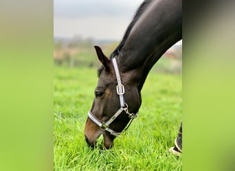 Hannover, Giumenta, 10 Anni, 168 cm, Baio nero