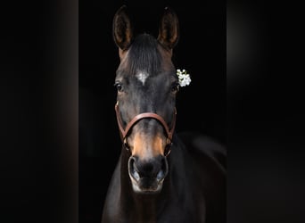 Hannover, Giumenta, 10 Anni, 168 cm, Baio scuro