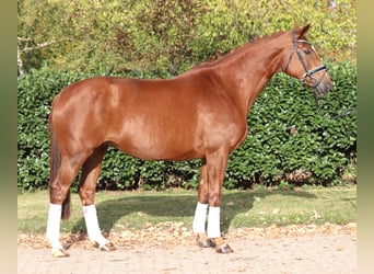 Hannover, Giumenta, 10 Anni, 168 cm, Sauro