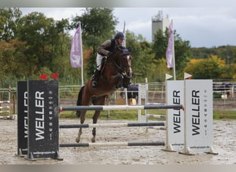 Hannover, Giumenta, 10 Anni, 169 cm, Baio