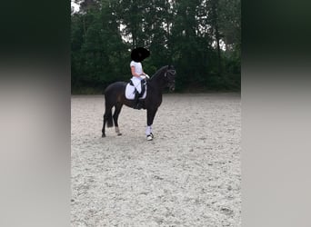 Hannover, Giumenta, 10 Anni, 169 cm, Baio scuro