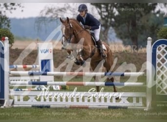 Hannover, Giumenta, 10 Anni, 169 cm, Sauro