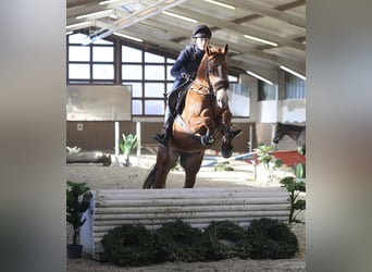 Hannover, Giumenta, 10 Anni, 169 cm, Sauro