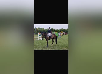 Hannover, Giumenta, 10 Anni, 170 cm, Baio