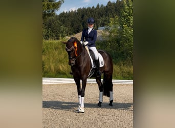 Hannover, Giumenta, 10 Anni, 170 cm, Baio scuro