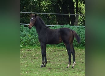 Hannover, Giumenta, 10 Anni, 172 cm, Baio