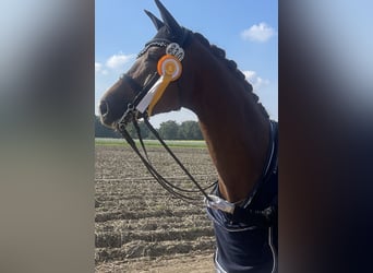 Hannover, Giumenta, 10 Anni, 172 cm, Sauro scuro