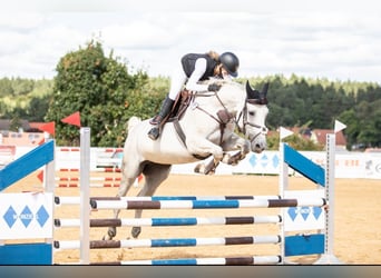 Hannover, Giumenta, 10 Anni, 174 cm, Grigio