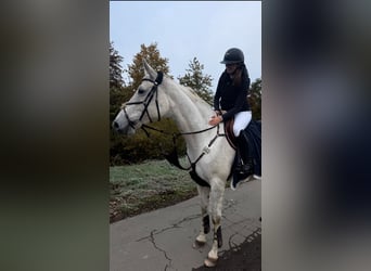 Hannover, Giumenta, 10 Anni, 174 cm, Grigio