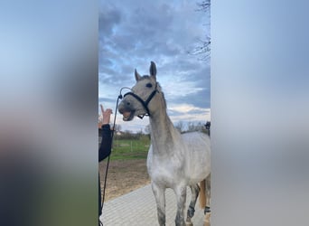 Hannover, Giumenta, 10 Anni, 174 cm, Grigio