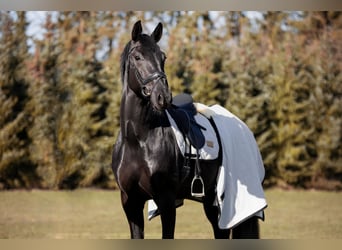 Hannover, Giumenta, 10 Anni, 174 cm, Morello