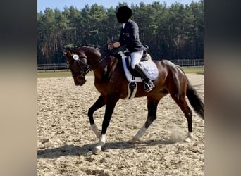 Hannover, Giumenta, 10 Anni, 175 cm, Baio scuro