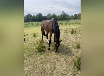 Hannover, Giumenta, 10 Anni, 175 cm, Baio scuro