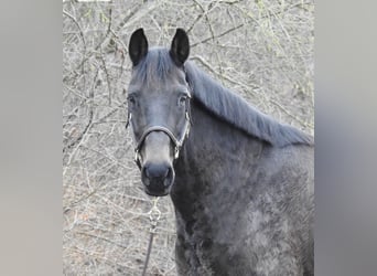 Hannover, Giumenta, 11 Anni, 165 cm, Baio scuro