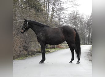 Hannover, Giumenta, 11 Anni, 165 cm, Baio scuro