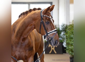 Hannover, Giumenta, 11 Anni, 165 cm, Sauro