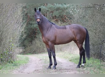 Hannover, Giumenta, 11 Anni, 168 cm, Baio nero
