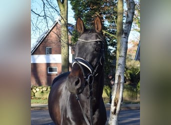 Hannover, Giumenta, 11 Anni, 168 cm, Baio scuro