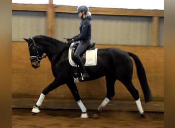 Hannover, Giumenta, 11 Anni, 168 cm, Baio scuro
