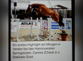 Hannover, Giumenta, 11 Anni, 169 cm, Baio