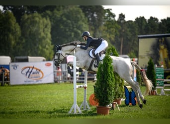 Hannover, Giumenta, 11 Anni, 169 cm, Grigio