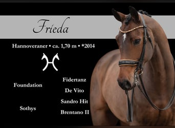 Hannover, Giumenta, 11 Anni, 170 cm, Baio