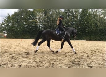 Hannover, Giumenta, 11 Anni, 170 cm, Baio