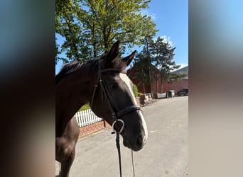 Hannover, Giumenta, 11 Anni, 170 cm