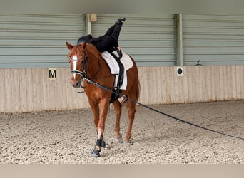 Hannover, Giumenta, 11 Anni, 170 cm, Sauro