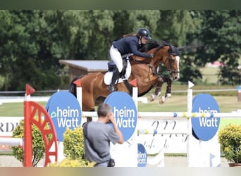 Hannover, Giumenta, 11 Anni, 172 cm, Baio chiaro